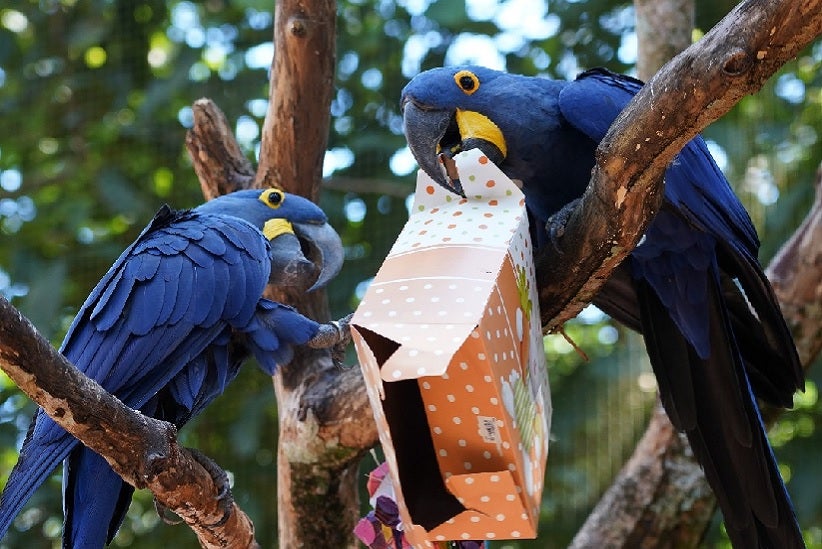 Foto: Divulgação/Parque das Aves