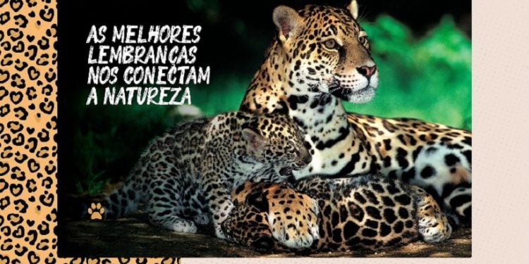 Foto: Divulgação/Onças do Iguaçu