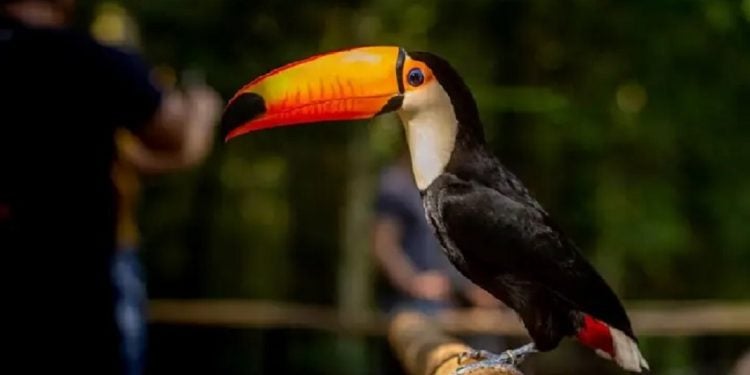 Foto: Divulgação/Parque das AVes