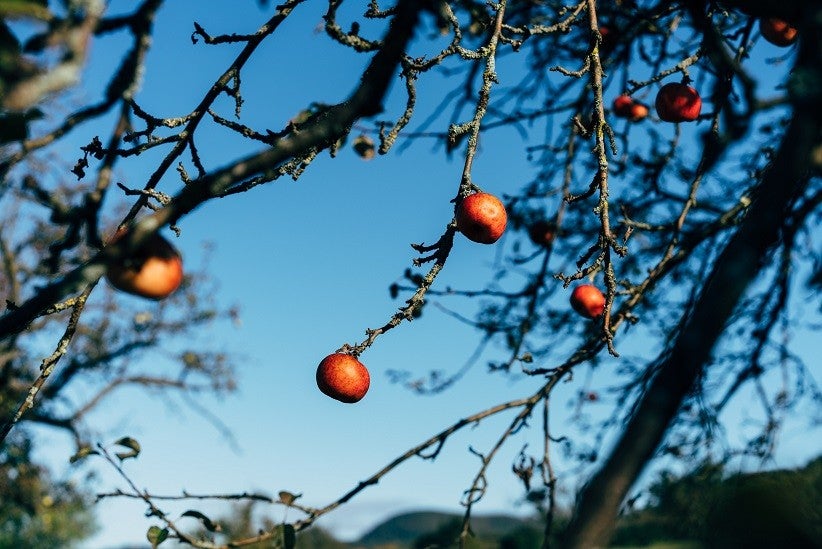 Foto: Markus Winkler/Pexels