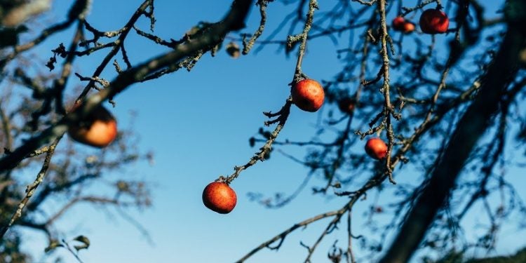 Foto: Markus Winkler/Pexels