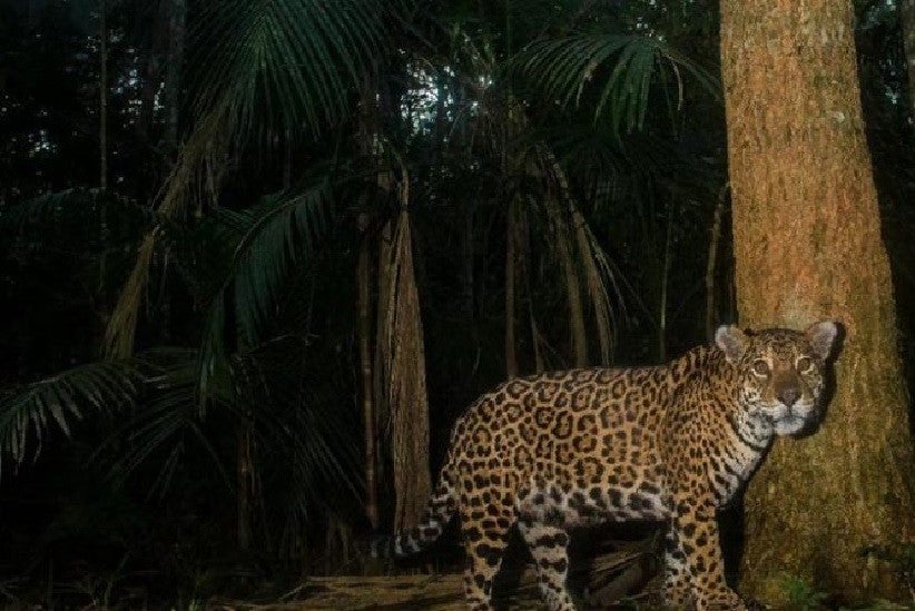 Publicação apresenta a rica diversidade presente na unidade de conservação -