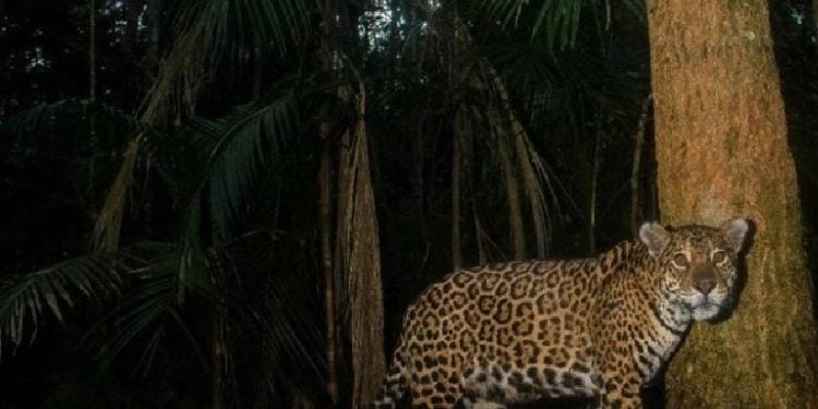 Publicação apresenta a rica diversidade presente na unidade de conservação -