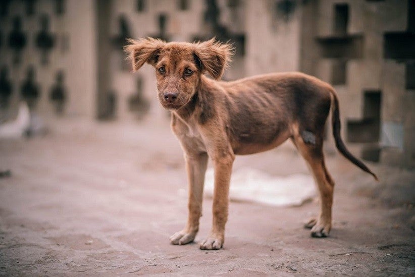 Orientação para evitar leishmaniose é manter cães sem acesso livre à rua e usando coleiras repelentes