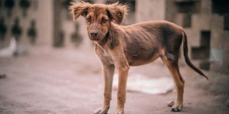 Orientação para evitar leishmaniose é manter cães sem acesso livre à rua e usando coleiras repelentes