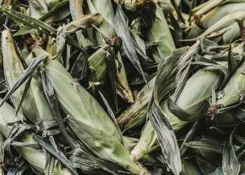Foto: Daria Shevtsova/Pexels