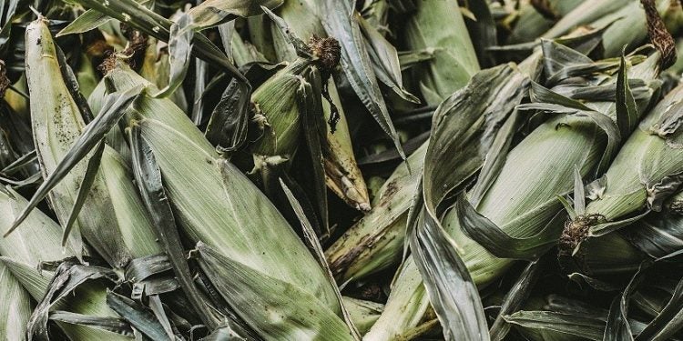 Foto: Daria Shevtsova/Pexels