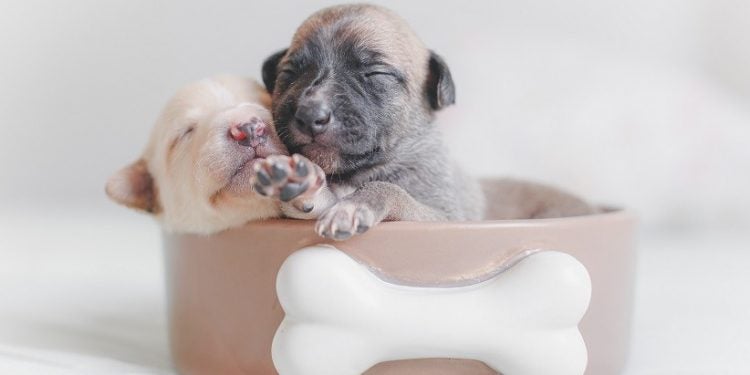 Foto: Sergio  Souza/Pexels