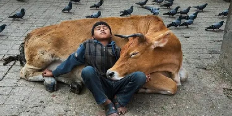Pandemia promove reflexão sobre relação entre animais humanos e não humanos-fronteiralivre