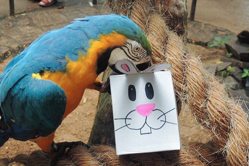 Foto: Parque das Aves