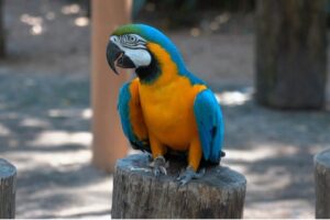 O Parque das Aves ficou em 7º lugar entre os pontos turísticos que mais deixam as pessoas felizes no mundo em 2023, segundo pesquisa da Casago.