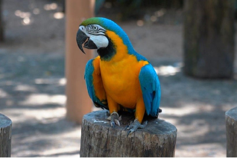 O Parque das Aves ficou em 7º lugar entre os pontos turísticos que mais deixam as pessoas felizes no mundo em 2023, segundo pesquisa da Casago.