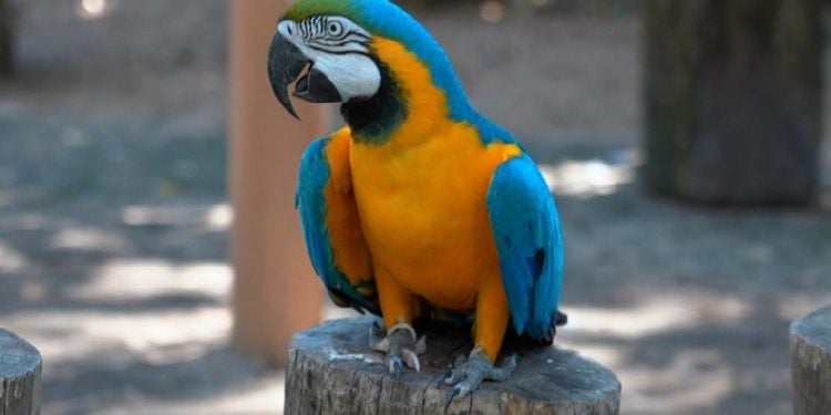 O Parque das Aves ficou em 7º lugar entre os pontos turísticos que mais deixam as pessoas felizes no mundo em 2023, segundo pesquisa da Casago.