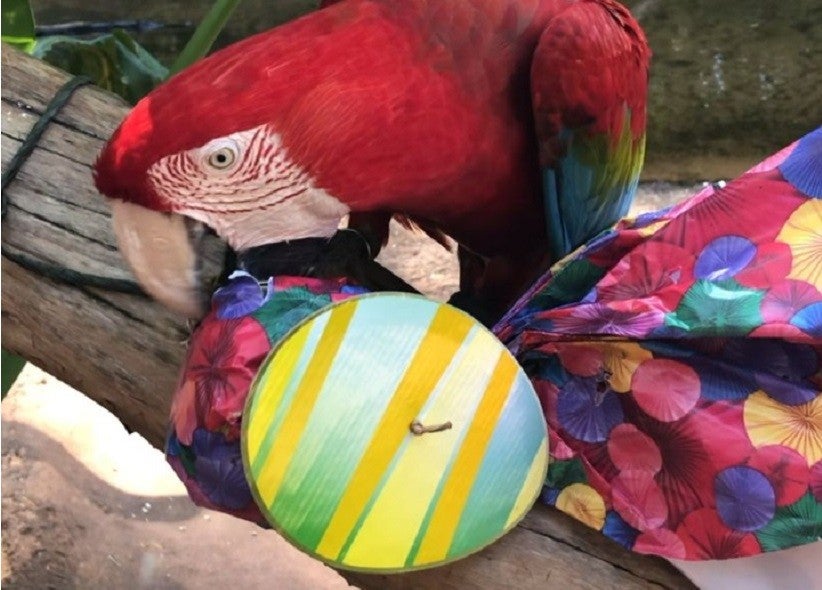 Foto: Parque das Aves
