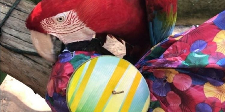 Foto: Parque das Aves