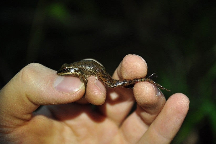 A rã das corredeiras pode ser considerada uma espécie em perigo de extinção – foto: Renato Gaiga/Biotropica Consultoria Ambiental