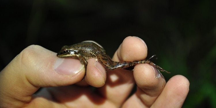 A rã das corredeiras pode ser considerada uma espécie em perigo de extinção – foto: Renato Gaiga/Biotropica Consultoria Ambiental