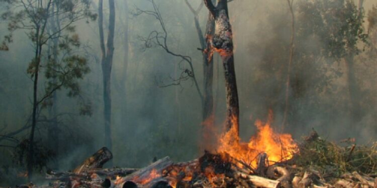 Calentamiento Global .Foto Gobierno Nueva Gales del Sur