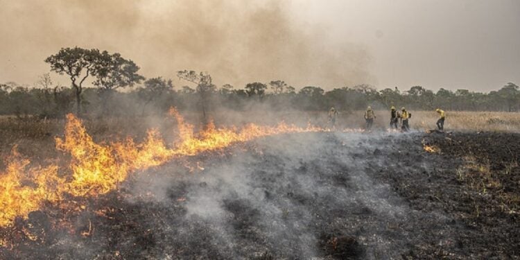 Além de buscar a recuperação das áreas, as ações pedem o bloqueio de bens dos acusados, a proibição de explorar de qualquer modo a área desmatada, a suspensão de incentivos ou benefícios fiscais e a proibição de acesso a linhas de crédito concedidas pelo Poder Público - Foto: Mayangdi Inzaulgarat/Ibama