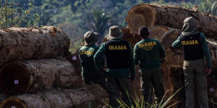 Ibama, Exército e Polícia Militar de Rondônia fiscalizam cadeia de custódia da madeira e desmatamento ilegal em Espigão do Oeste (RO). (Crédito: Fernando Augusto/Ibama)