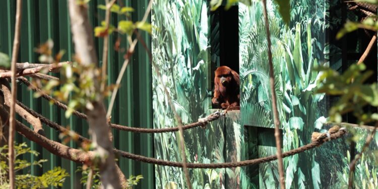 Foto: Divulgação/Dreams Eco Park