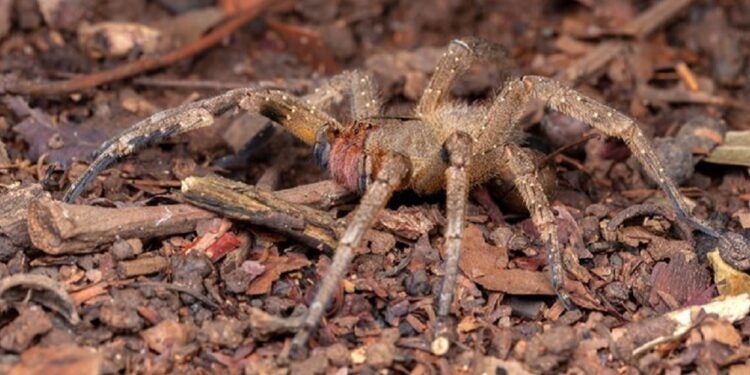 Phoneutria, popularmente chamada de aranha-armadeira ou macaca (Foto: internet)
