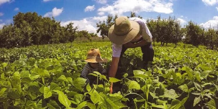 Criado para regularizar as dívidas e facilitar o acesso ao crédito, o Desenrola Rural deve ser lançado em 2025 e vai oferecer descontos de até 85% para agricultores familiares. Foto: Reprodução da Internet