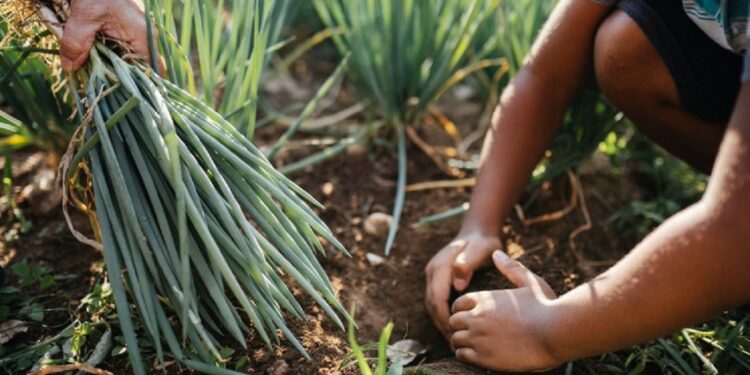 O número de endividados equivale a 25% dos 5,43 milhões de produtores, assentados e membros de comunidades tradicionais elegíveis para o Pronaf - Foto: Getty Images