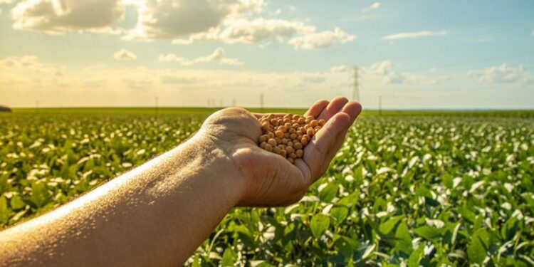 Na soja, a estimativa é de uma produção de 166 milhões de toneladas, um aumento de 12,4% em relação à safra passada - Foto: Mailson Pignata/Getty Images