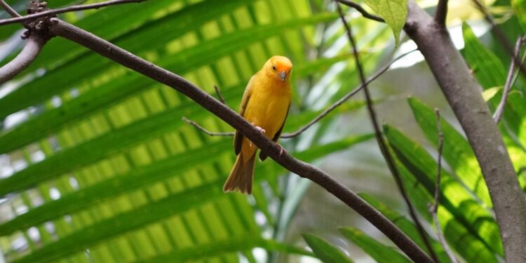 Foto: Parque das Aves