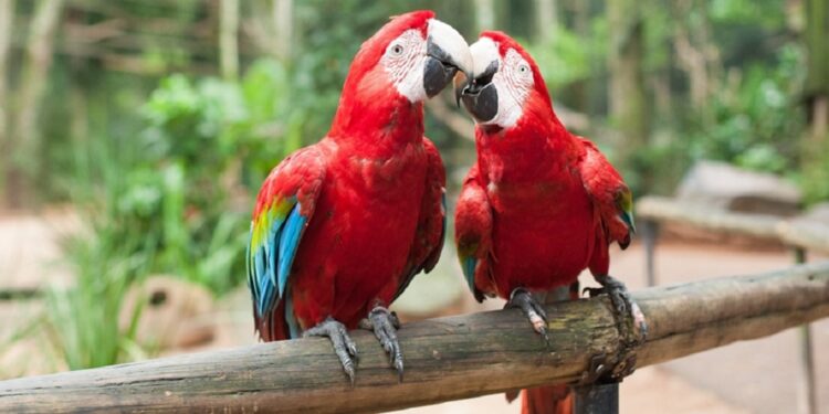 Foto: Divulgação/Parque das Aves