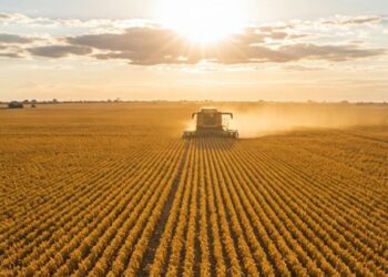 Projeção de aumento da produção de soja é de 13,4% em relação a 2024