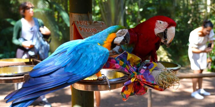 Foto: Parque das Aves
