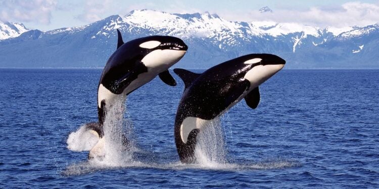 As orcas têm uma vida social complexa, baseada na formação e manutenção de grupos familiares extensos. Foto: Divulgação