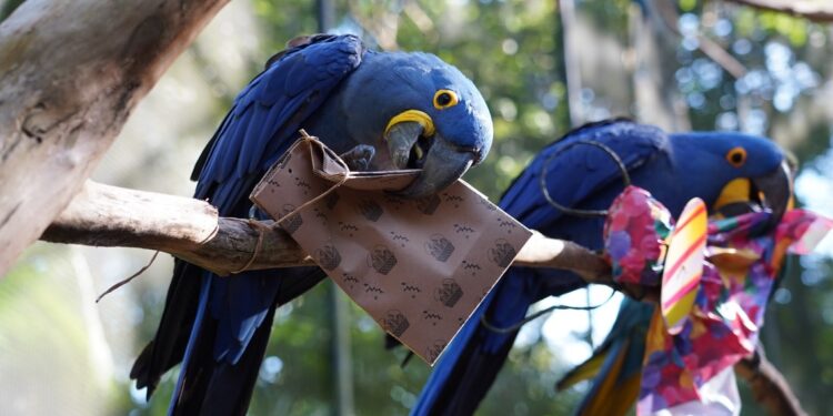 Foto: Parque das Aves