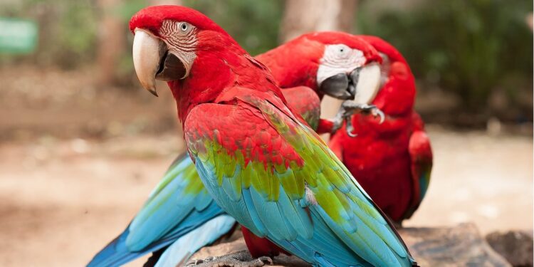 Foto: Parque das Aves