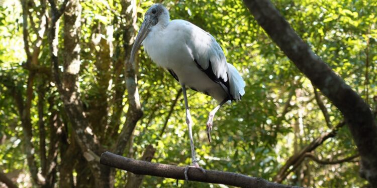 Foto: Cabeça-seca/Parque das Aves