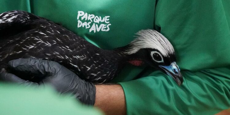 Foto: Parque das Aves.