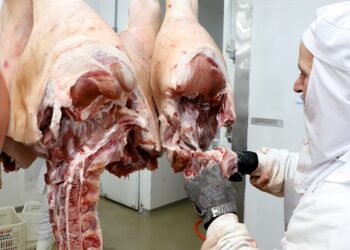 Paraná tem melhor semestre em exportações de suínos com embarque de 110,7 mil toneladas
Foto: Ari Dias/AEN