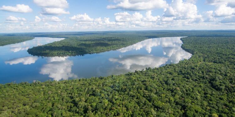 Com a nova proposta, a pesca do Dourado será autorizada nas bacias do Rio Iguaçu e do Atlântico Sudeste. Créditos: Rafael Bertelli/Mandato Goura