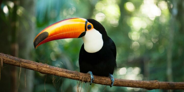 Foto: Parque das Aves.