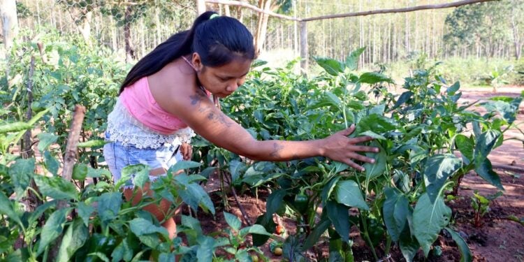 Foto: Projeto Opaná: Chão Indígena.
