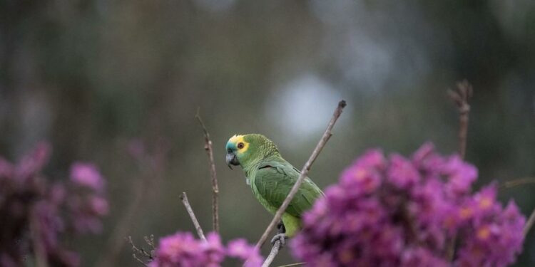 Foto: Parque das Aves.