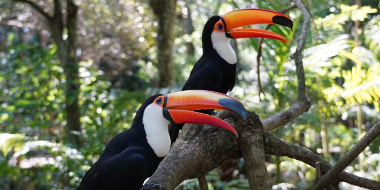 Foto: Parque das Aves