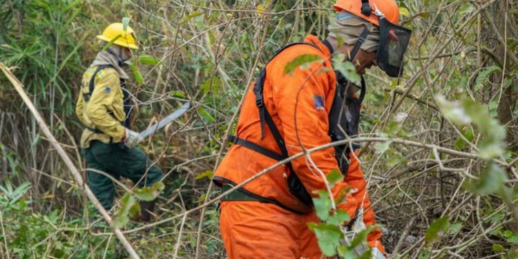 Os números confirmam uma mudança positiva no cenário ambiental brasileiro e reforçam o compromisso do Governo do Brasil com a preservação dos biomas, a proteção da biodiversidade e o enfrentamento das mudanças climáticas - Foto: Vitor Vasconcelos/Secom-PR.
