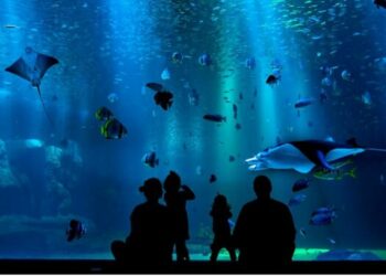 Foto: Divulgação/AquarioFoz