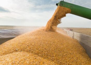 Projeções da Conab apontam aumento nas exportações de milho, que devem passar de 40 milhões para 46,5 milhões de toneladas em 2025/26. Foto: GettyImages