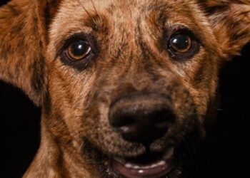 A mostra apresenta imagens de animais resgatados pela ONG Acolha Bicho.
Créditos: Divulgação