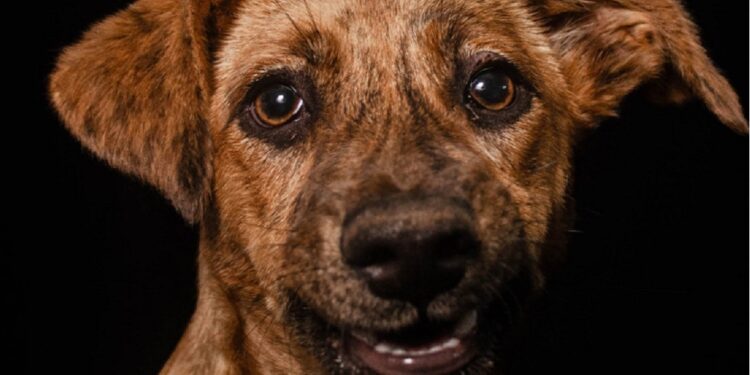 A mostra apresenta imagens de animais resgatados pela ONG Acolha Bicho.
Créditos: Divulgação
