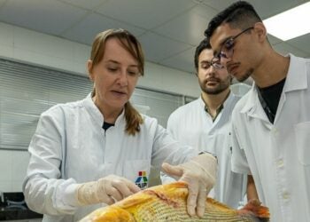Foto: A bióloga Lisiane Hahn demonstra técnicas de procedimentos cirúrgicos para implante dos dispositivos.